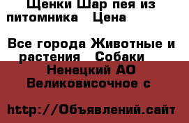 Щенки Шар пея из питомника › Цена ­ 25 000 - Все города Животные и растения » Собаки   . Ненецкий АО,Великовисочное с.